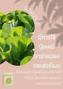 ผักอนามัย