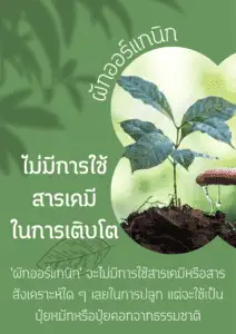 ผักออแกนิค