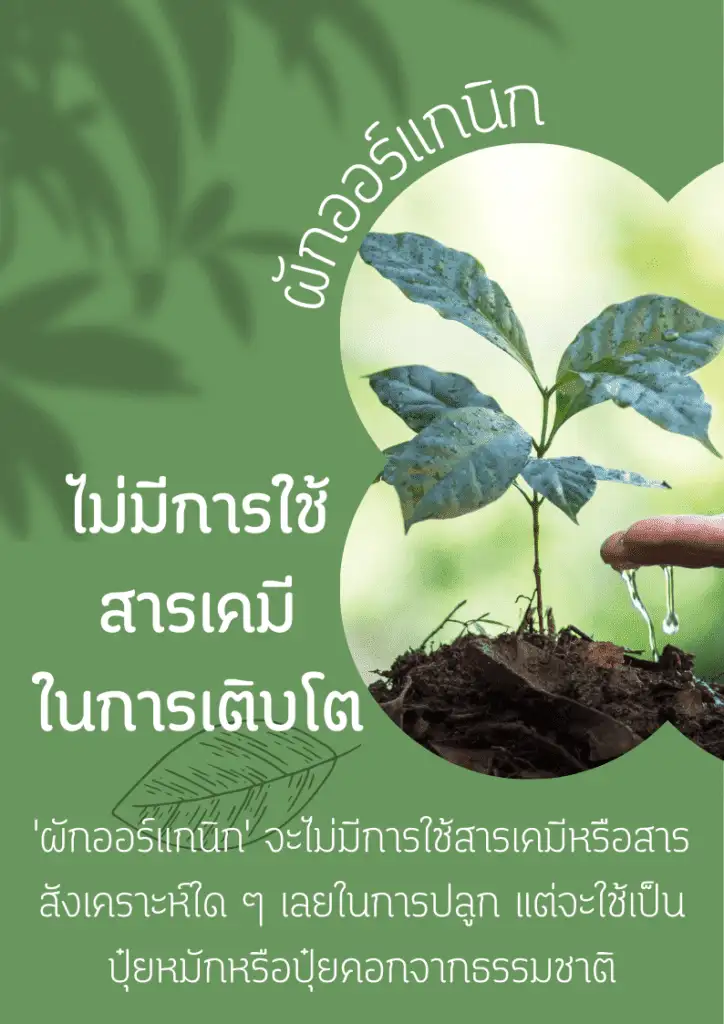 ผักออแกนิค