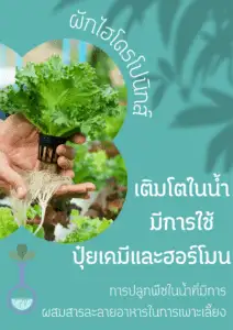 ผักไฮโดรโปริก