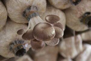 ไร่ออแกนิค3minutesfood