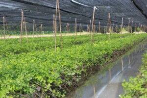 ไร่ออแกนิค3minutesfood