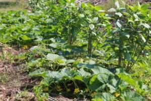 ไร่ออแกนิค3minutesfood