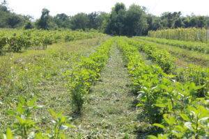 ไร่ออแกนิค3minutesfood